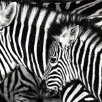 What's Best for Government? GRP or ERP